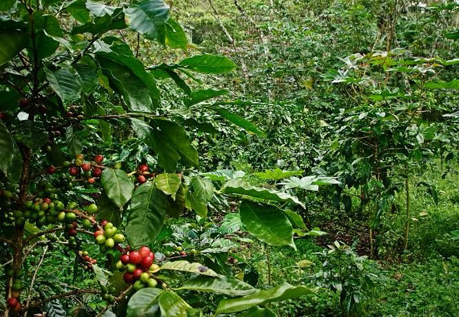 Desa Perangat Baru, Dorong Program Prioritas Untuk Pengembangan Kopi